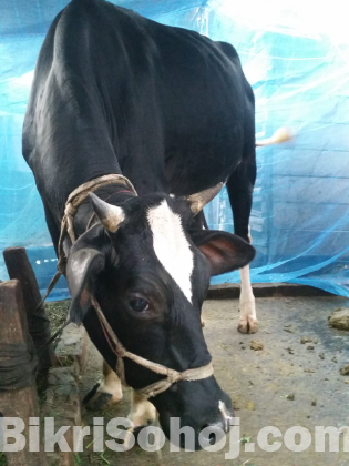 বকনা গরু